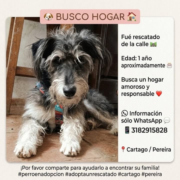 Adopción Perro Rescatado en Pereira 