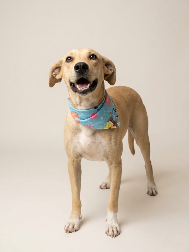 Perra en adopción - Brisa busca un hogar 