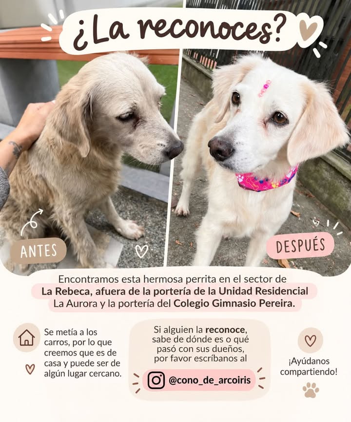 Perra encontrada en Pereira, Risaralda 