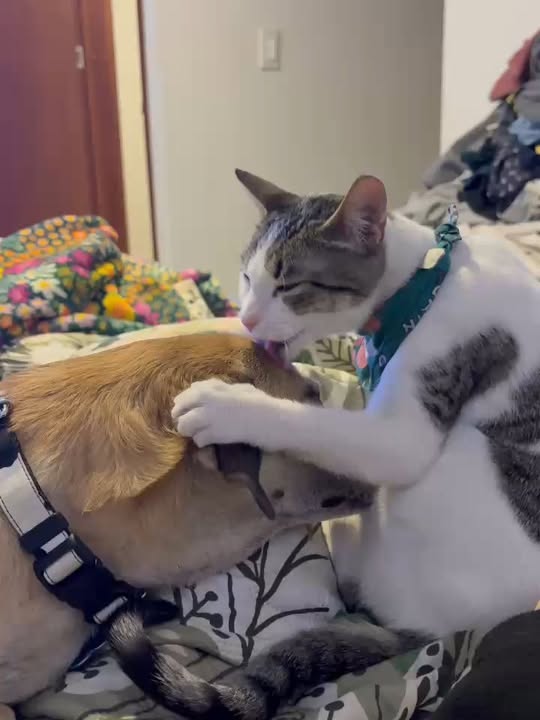 Gato Narita en adopción responsable en Bogotá 