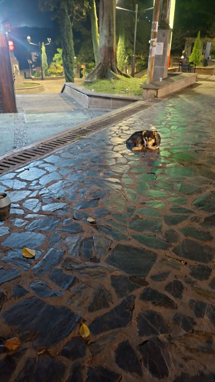 Perro perdido en Amagá, Antioquia 