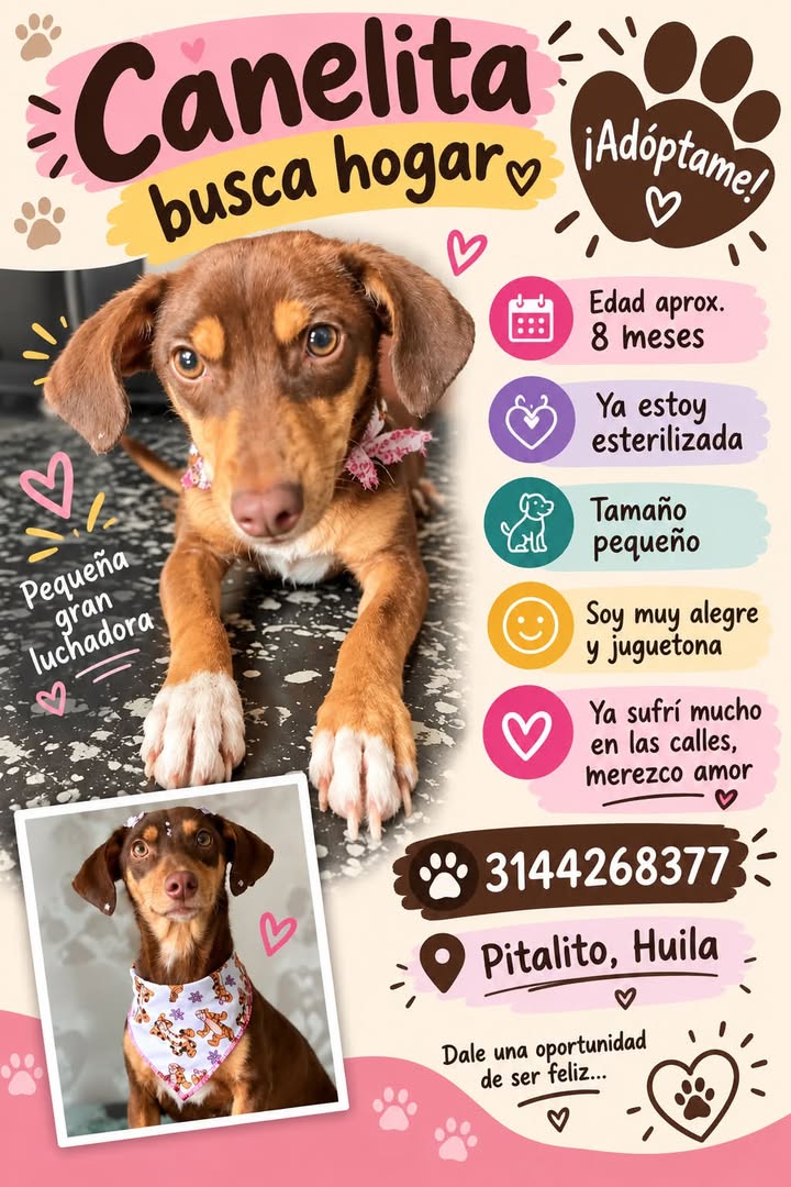Canelita busca hogar en Pitalito, Huila 