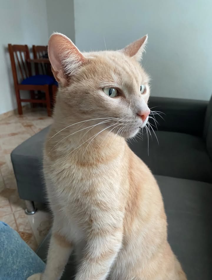 Gato naranja busca hogar en Pereira 