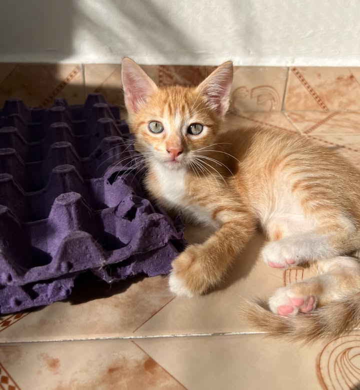 Gatitos en adopción en Pereira, Risaralda 