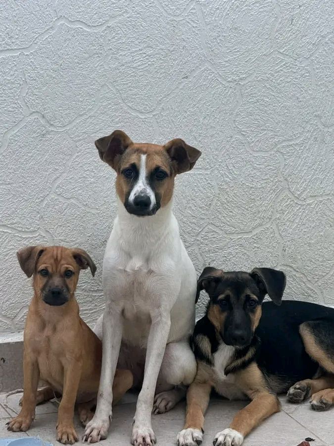 3 perras en adopcion en Tuluá, Valle 