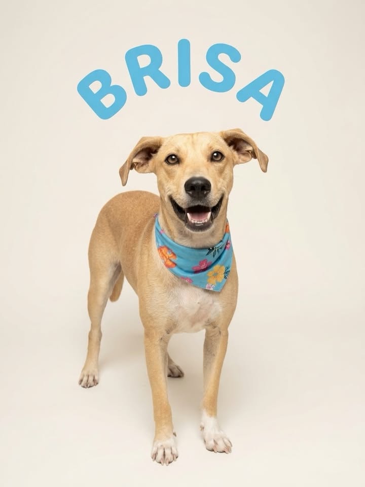 Perra en adopción - Brisa busca un hogar 