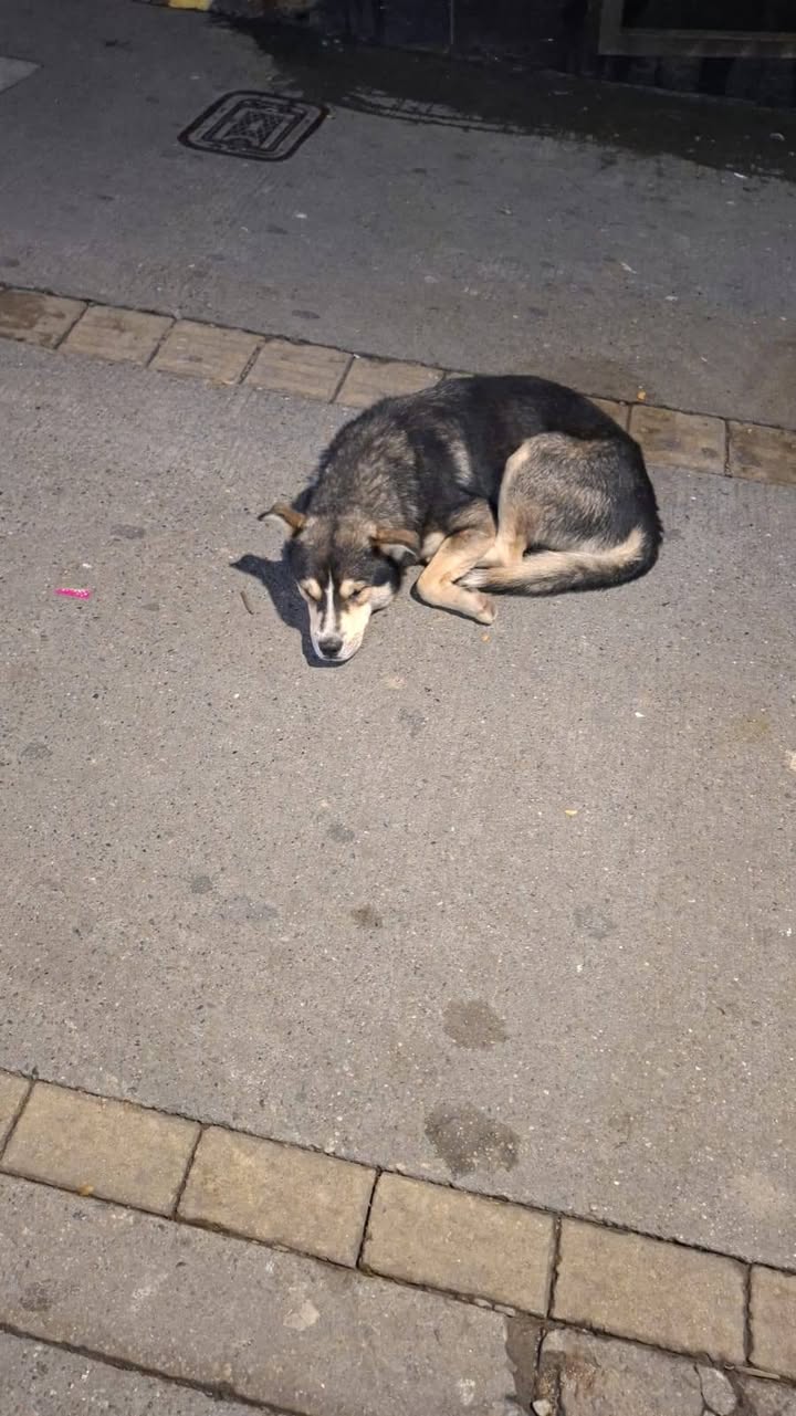 Perro perdido en Amagá, Antioquia 