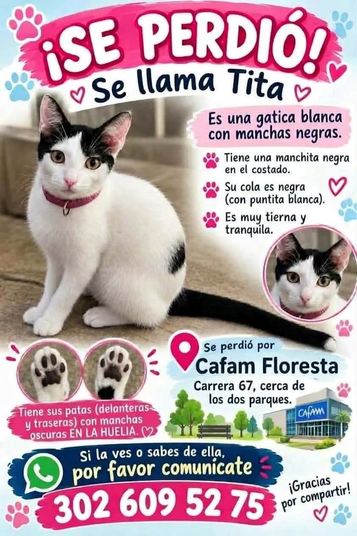 Gatica blanca con manchas negras se perdió en Bogotá 