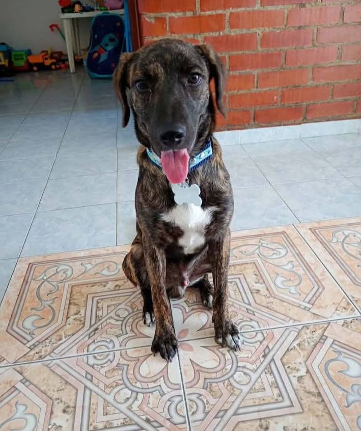 Adopción de perro Blu en Tuluá, Valle 
