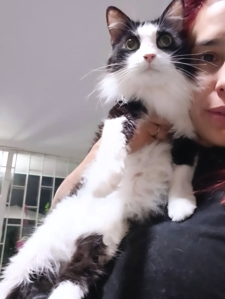 Gata Anastasia busca hogar en Bogotá, Colombia 
