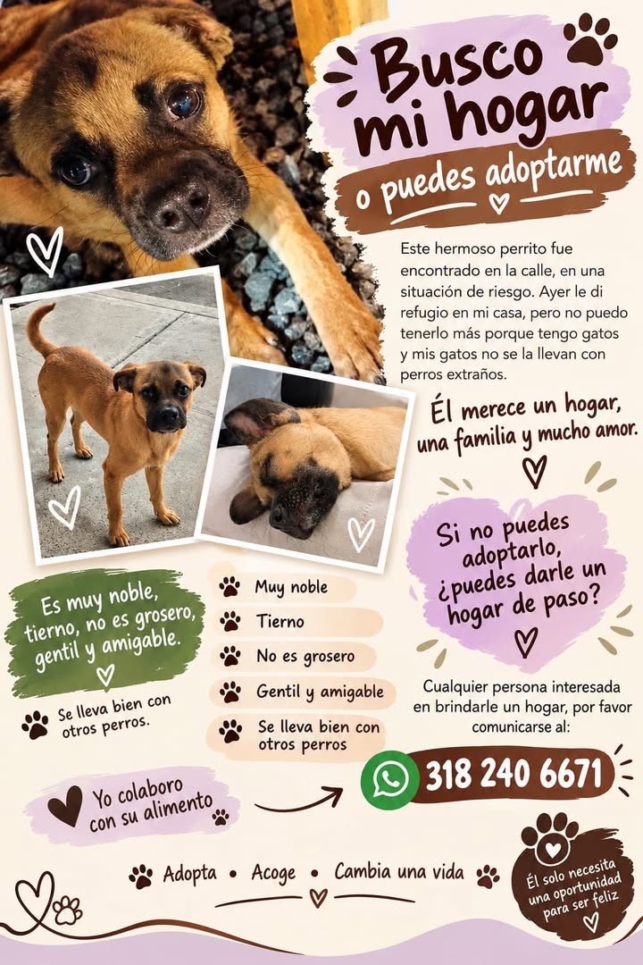 Busco hogar para Max, perro en adopción en Tuluá 