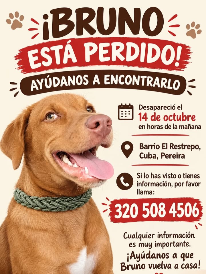 Perro Bruno está perdido en Pereira 