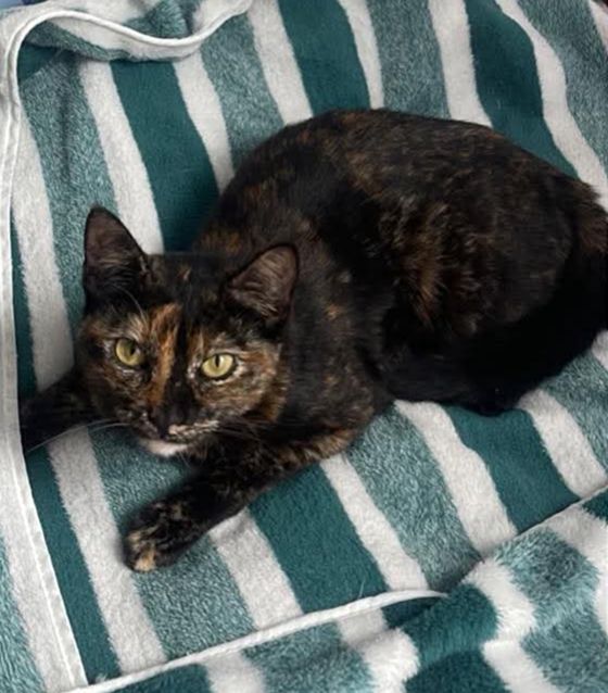 Adopción de gata en Pereira, Risaralda 