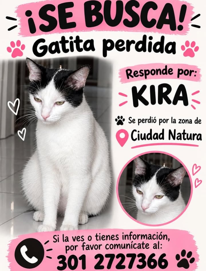 Gatita perdida en Pereira, Risaralda 