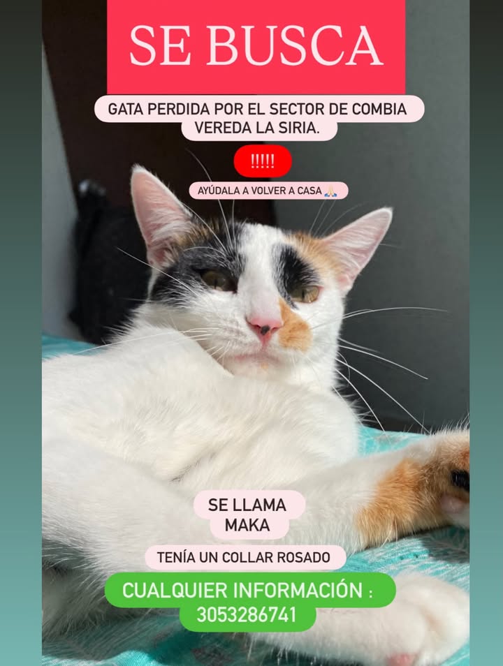 Gata perdida en Pereira, Risaralda 