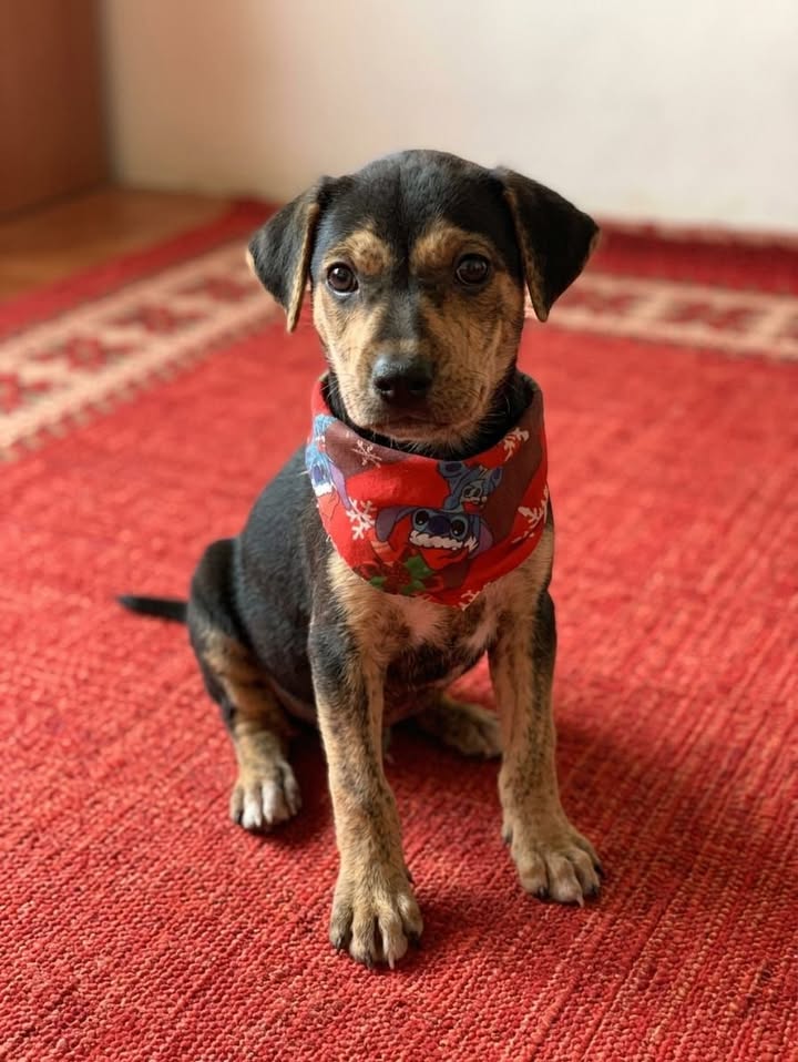 Hermosa cachorra de 2 meses en adopción en Tuluá 