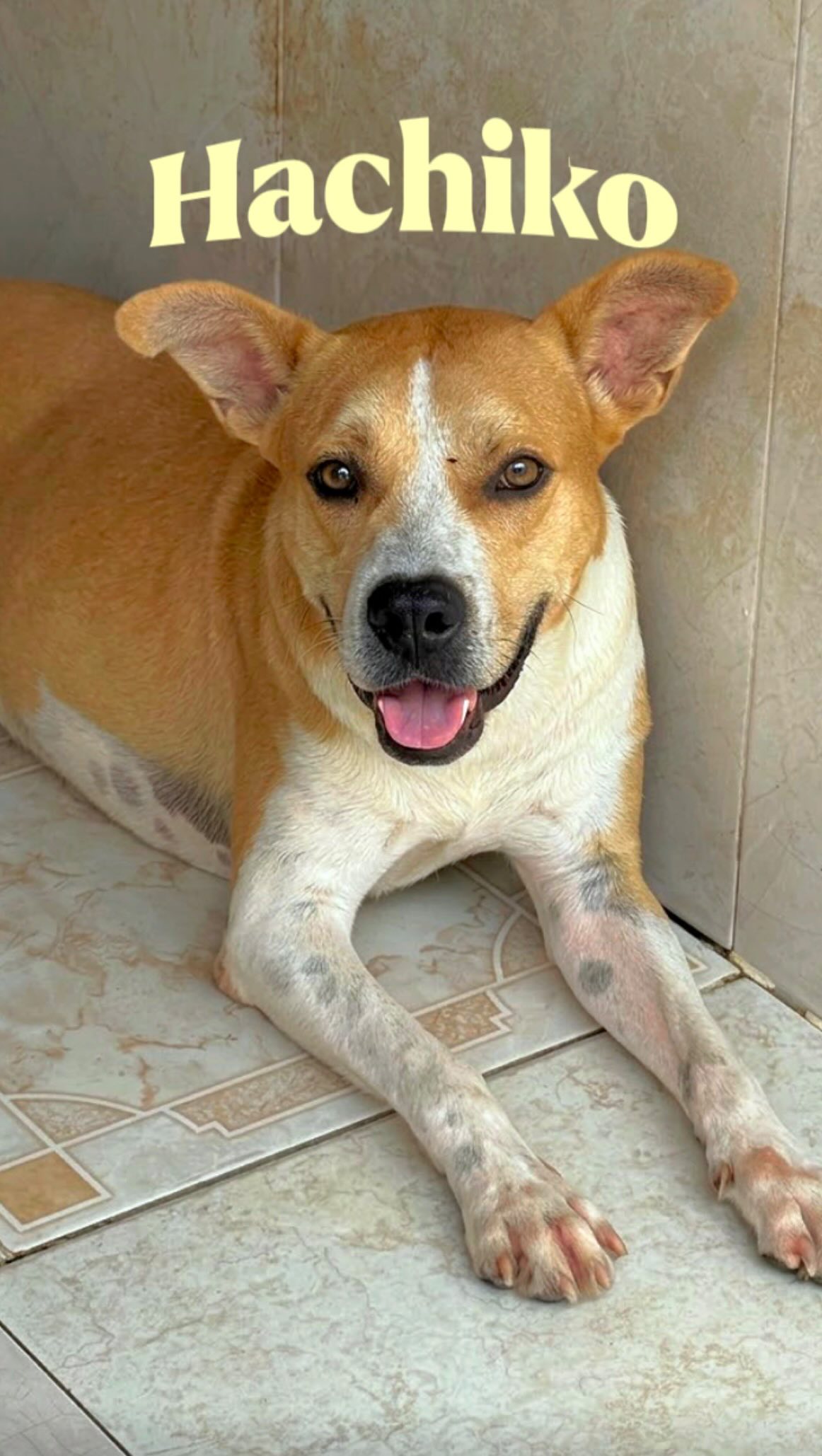 Hachiko: Adopta un perro leal y cariñoso 