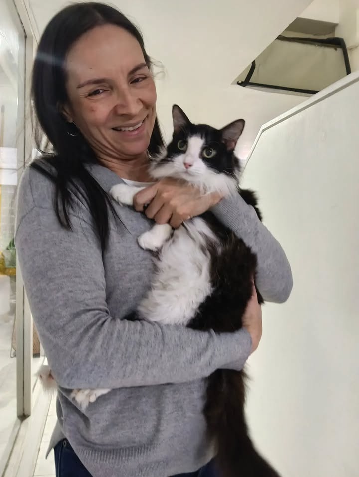Gata Anastasia busca hogar en Bogotá, Colombia 
