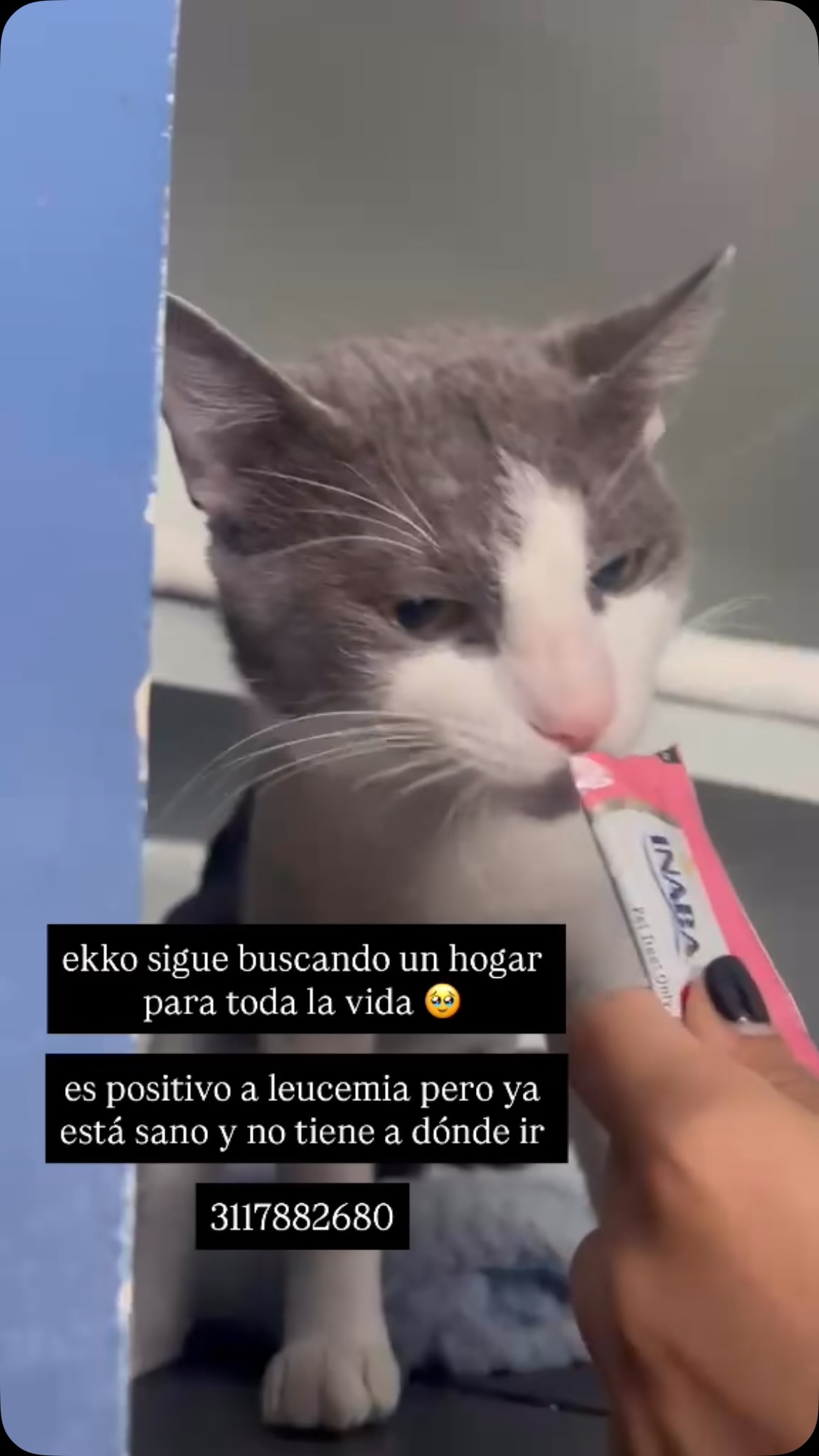 Gato Ekko busca hogar - Leucemia tratada 