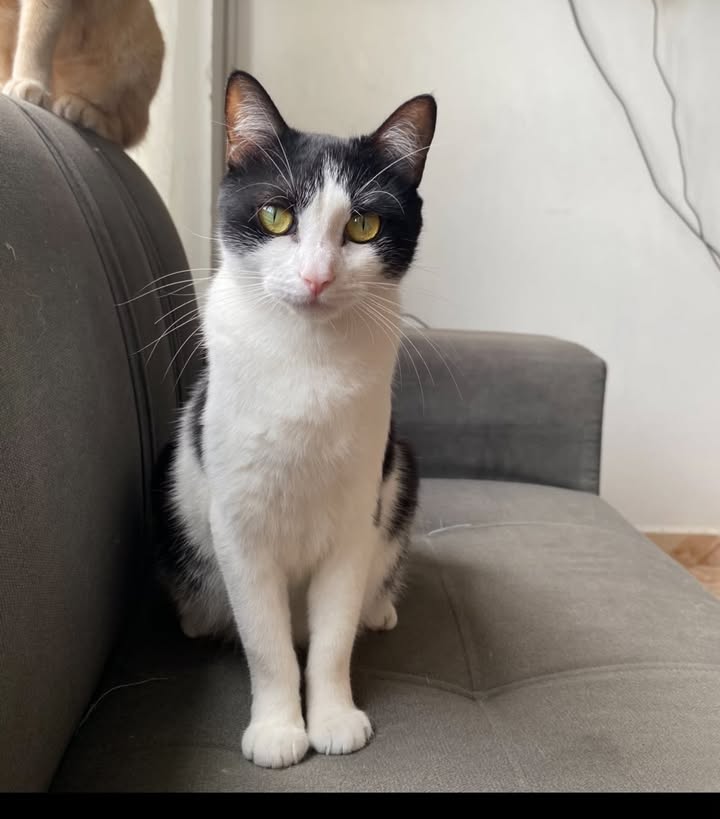 Gata joven en adopción en Pereira 