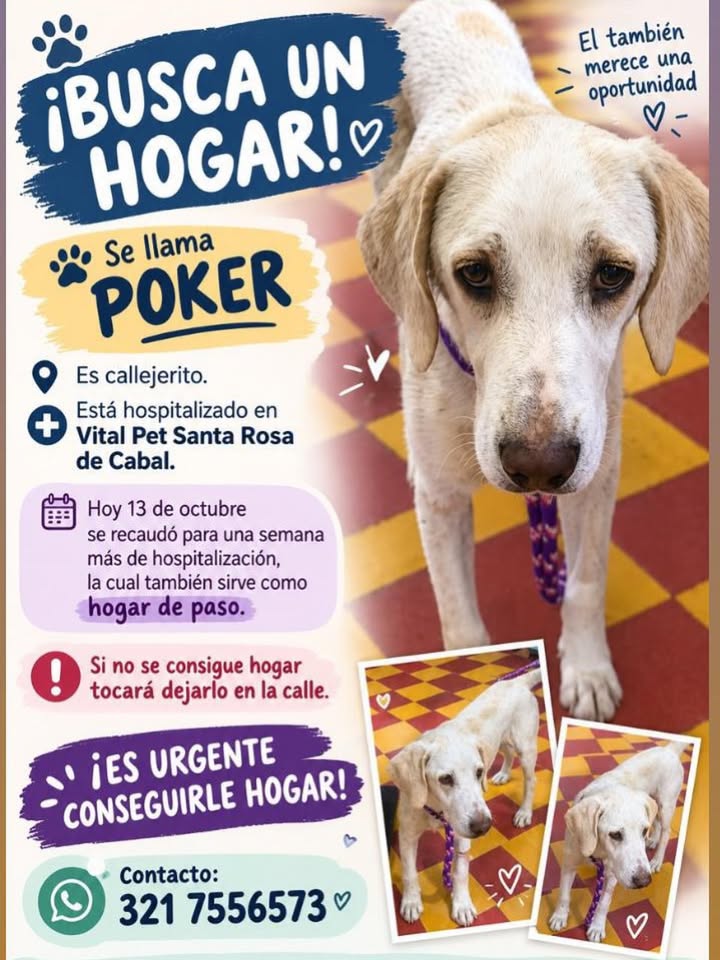 ¡URGENTE! Perro busca hogar en Pereira, Risaralda 