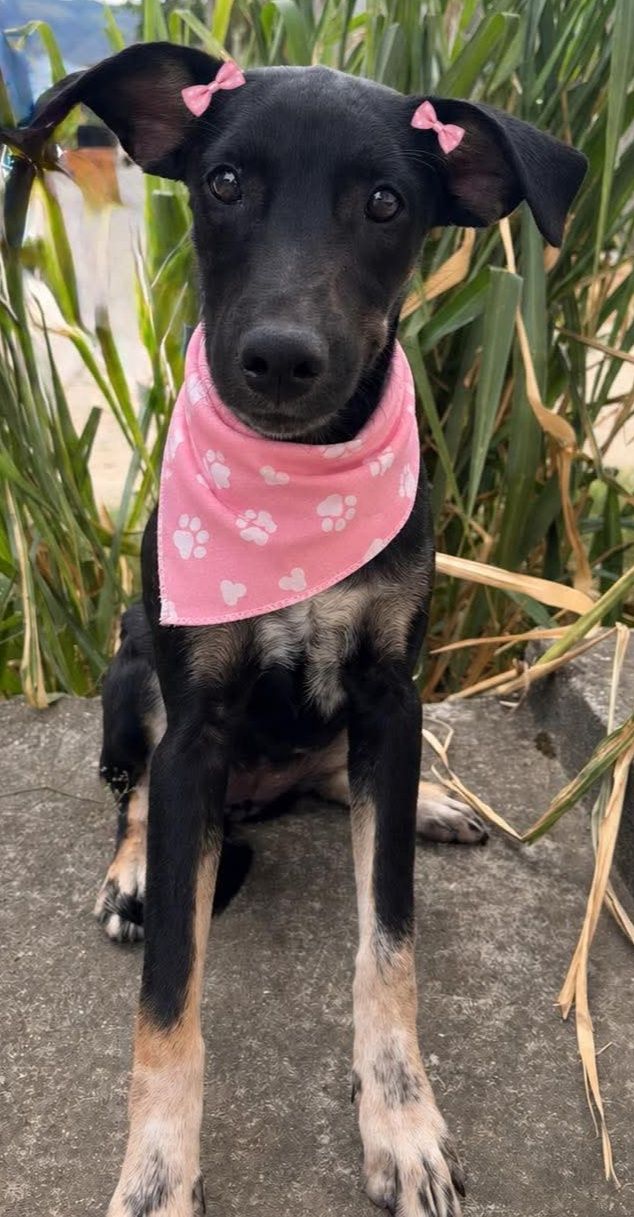 Adopción de Perrita en Pereira, Risaralda 