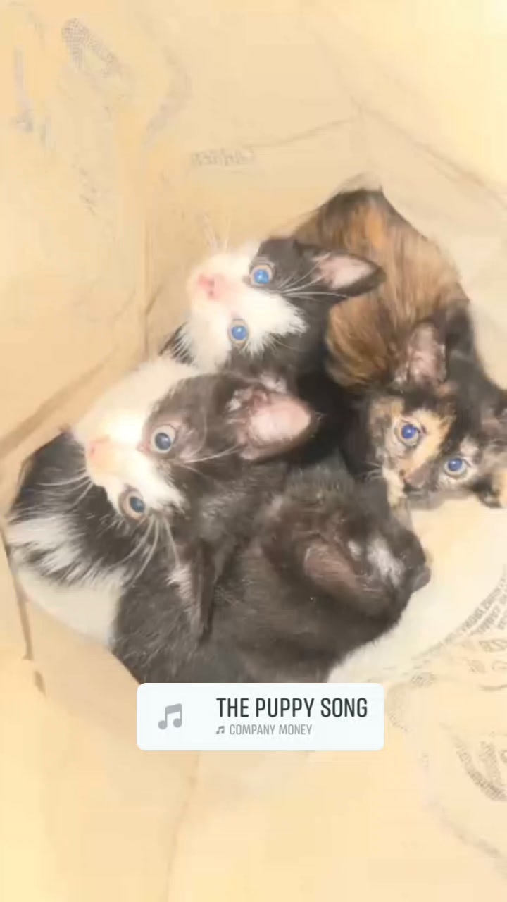 Gatitos en adopción en Neira, Caldas 