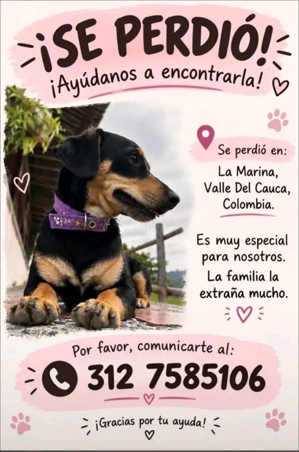 Perro raza salchicha perdido en Tuluá 