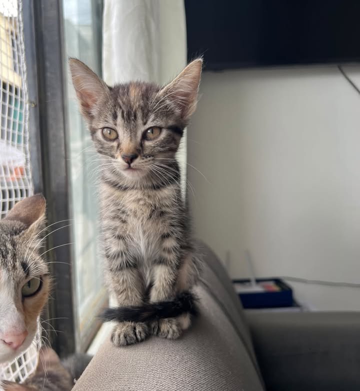 Gatitos en adopción en Pereira, Risaralda 
