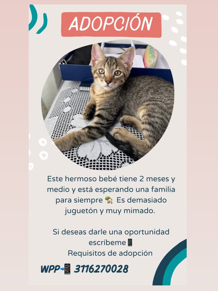 Gato Bebé en Adopción en Pereira, Risaralda 