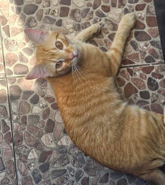 Gato en adopción en Pereira 