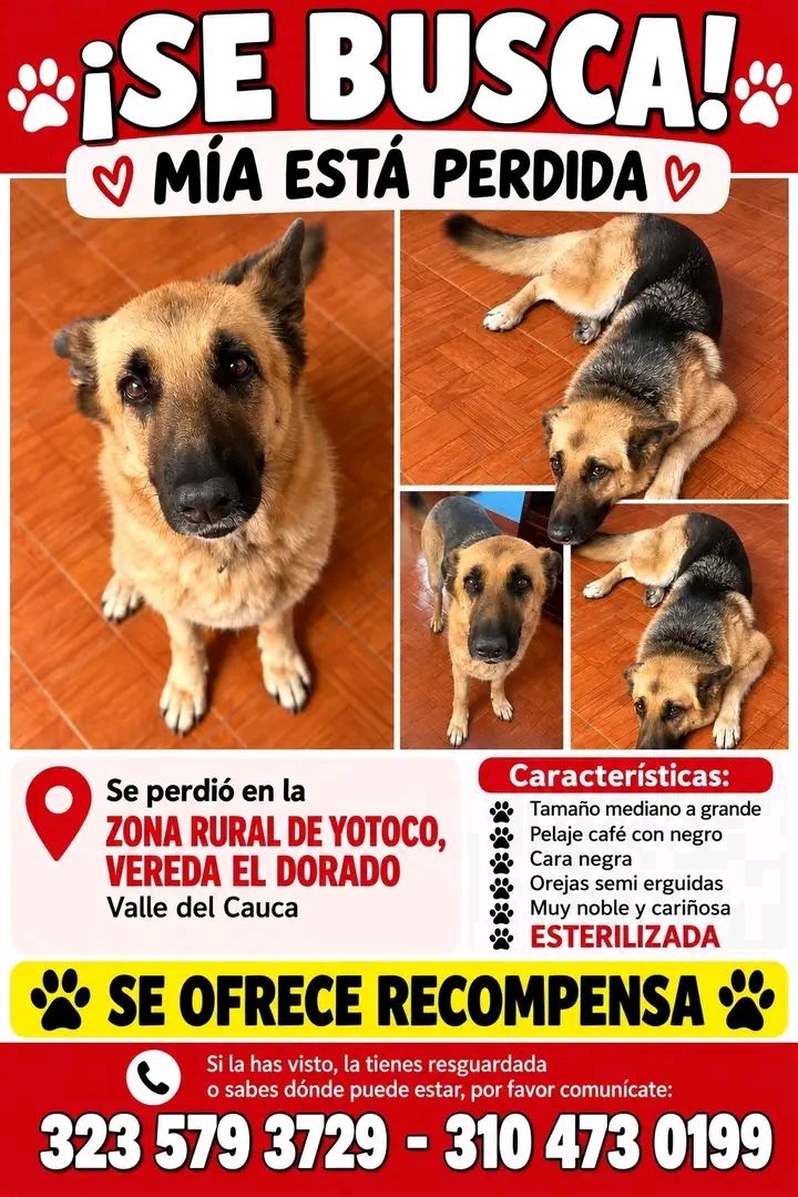 Perro raza Pastor Alemán perdido en Tuluá 