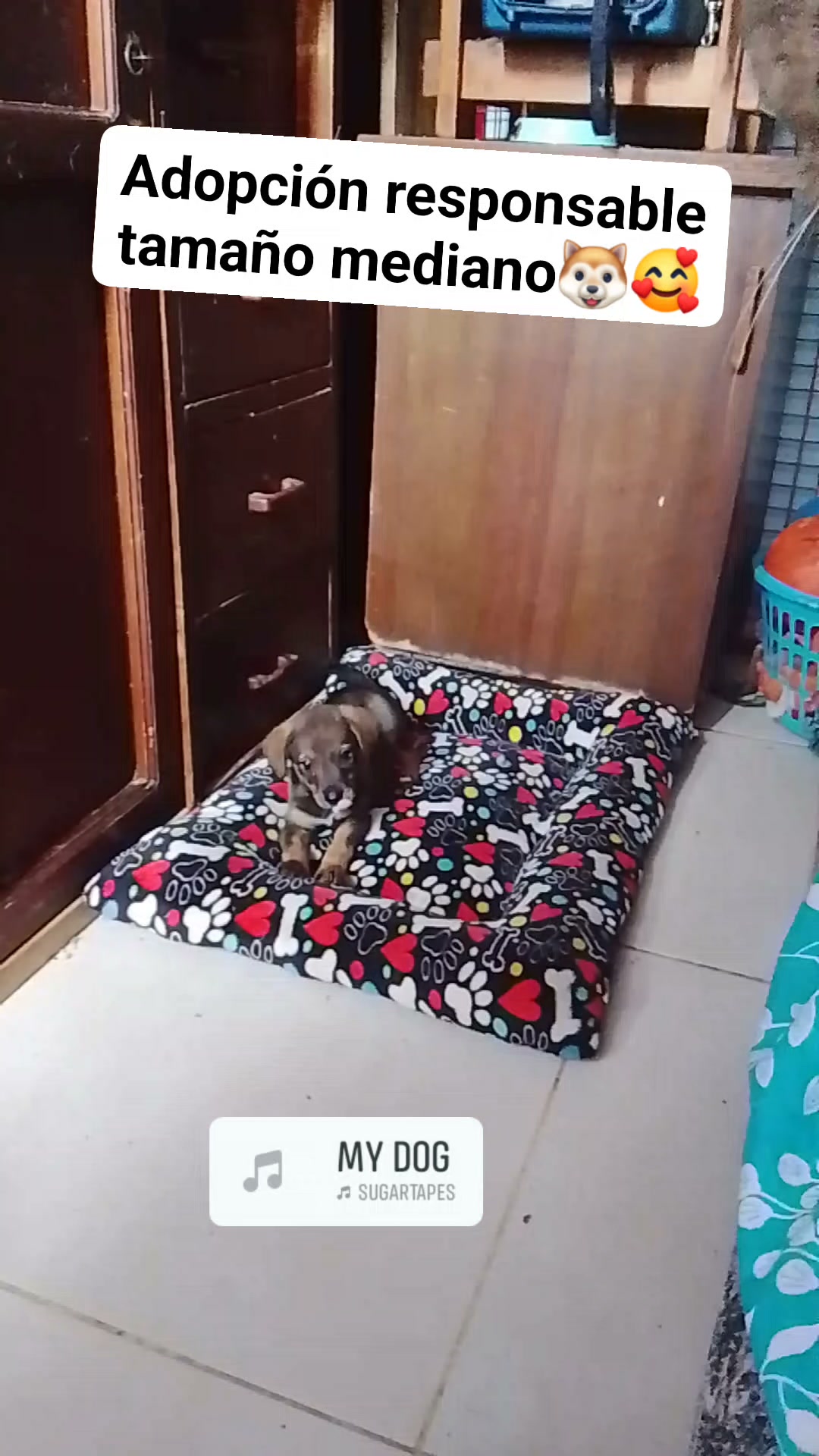 Adoptar perro mediano en Neira, Caldas 