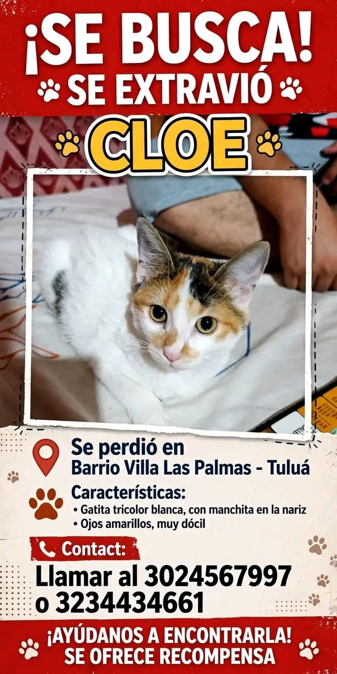 Se busca gatita Cloe perdida en Tuluá 