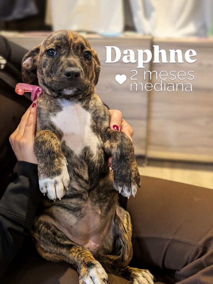 Adopta cachorro mestizo en Bogotá 