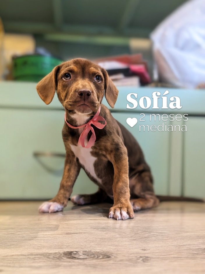Adopta cachorro mestizo en Bogotá 