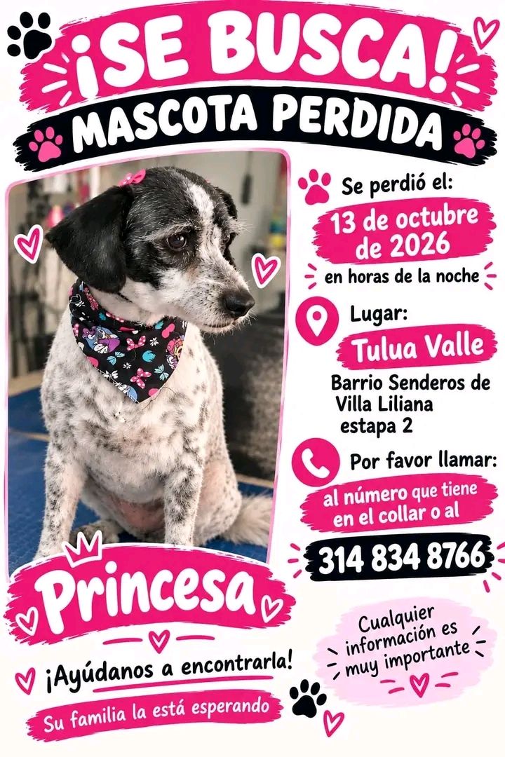 Perra perdida en Tuluá 