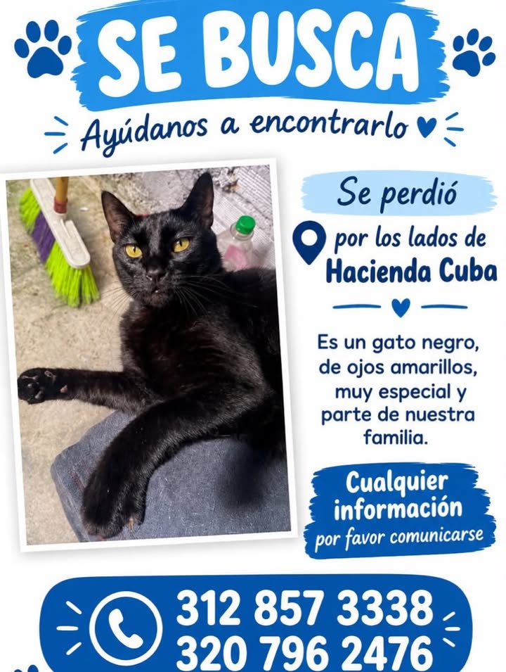 Gato Negro Perdido en Pereira 