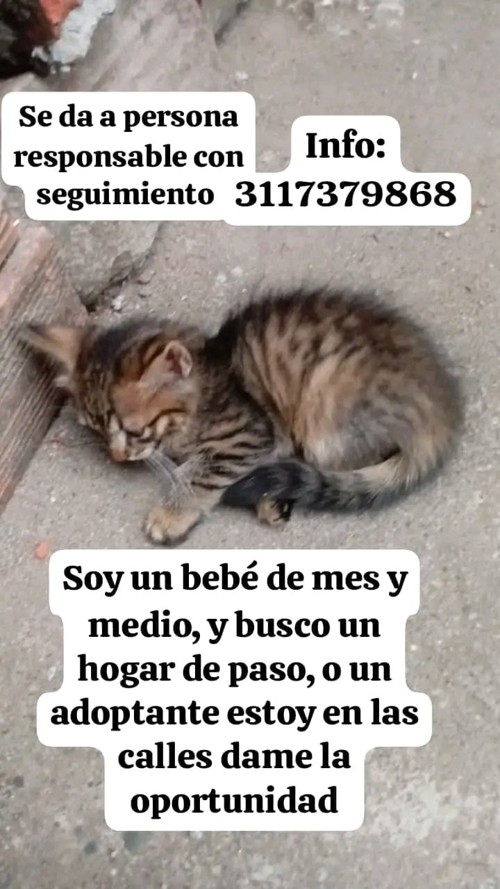 Gatito en adopción en Tuluá 