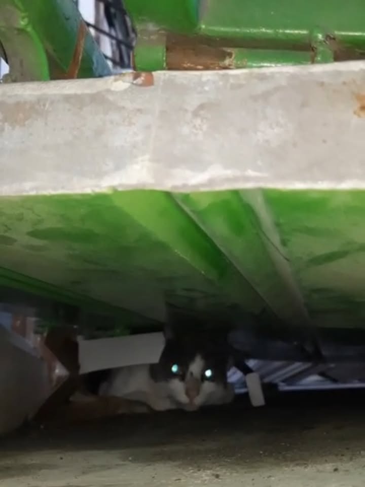 Gato Ekko busca segunda oportunidad en Pereira 