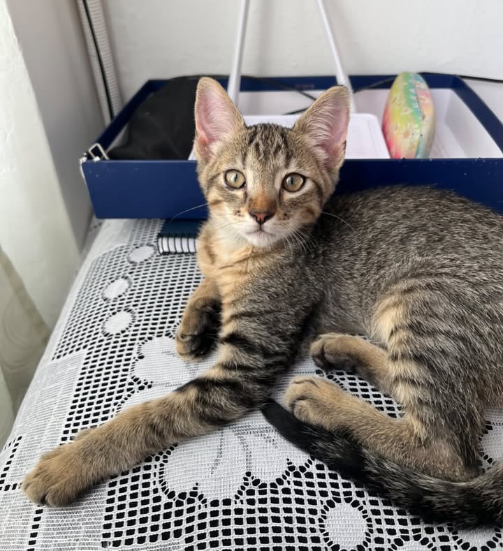Gatito juguetón y mimado busca hogar en Pereira 