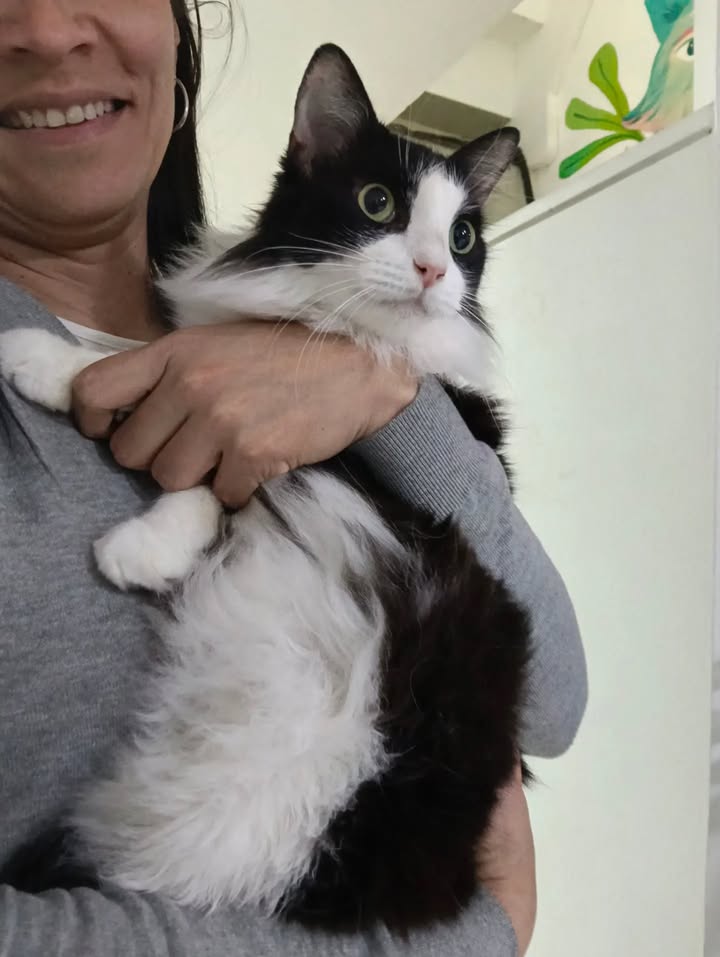 Gata Anastasia busca hogar en Bogotá, Colombia 