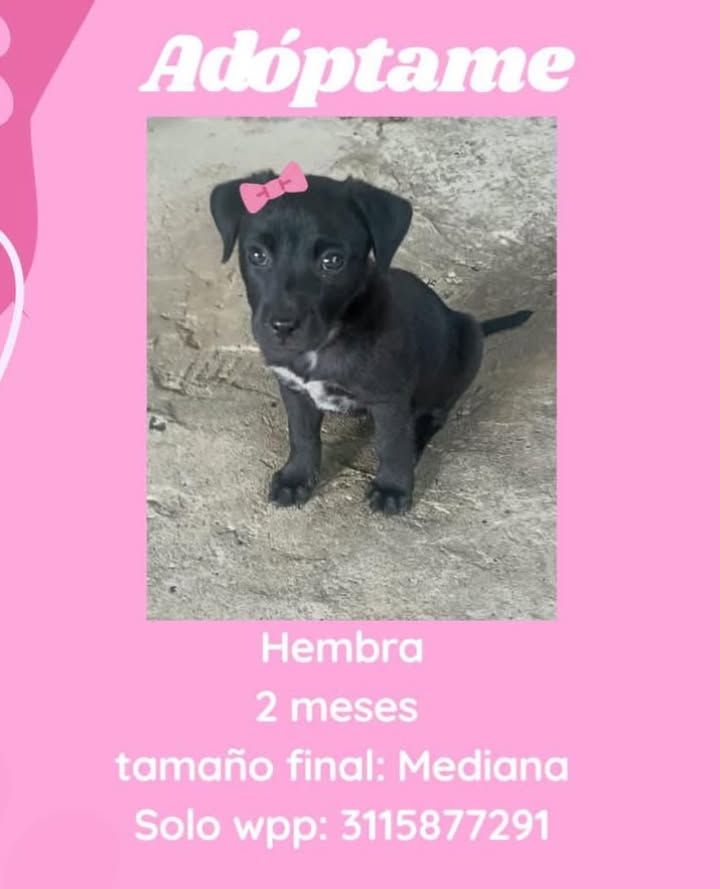 Perra en adopción en Pereira, Risaralda 