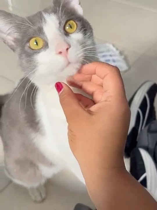 Gato Ekko busca segunda oportunidad en Pereira 