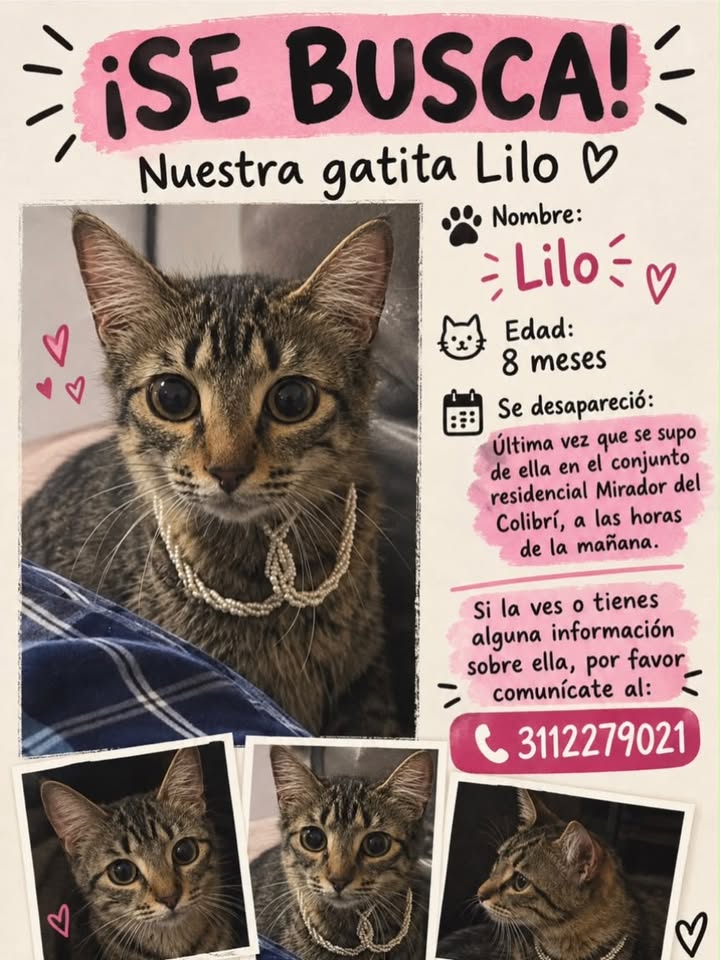 Busca gatita Lilo en Pereira, Risaralda 