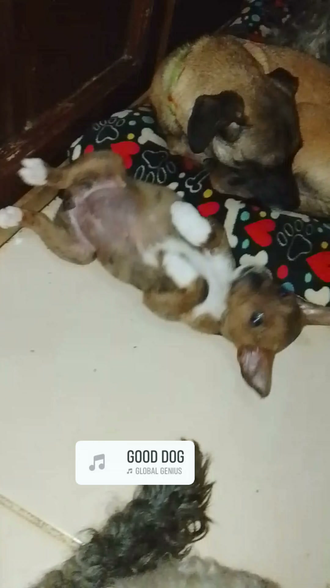 Perra talla mediana en adopción en Neira, Caldas 