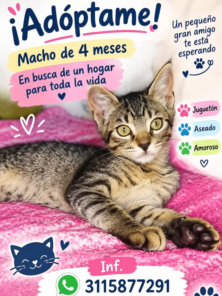 Gato macho de 4 meses en adopción en Pereira 