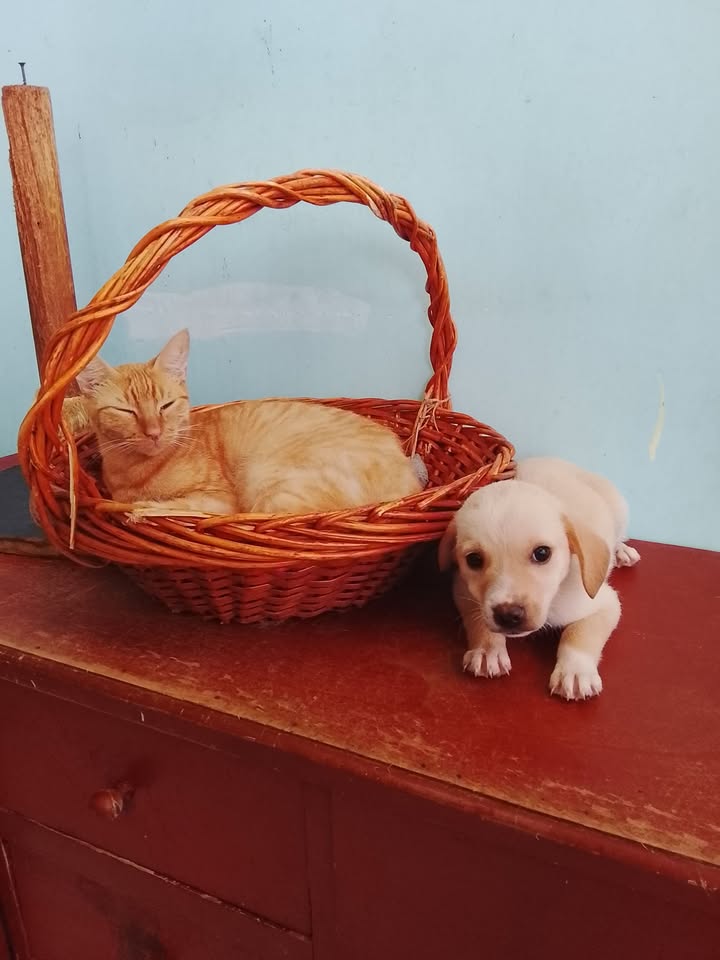 Gato y perro en adopción en Neira 