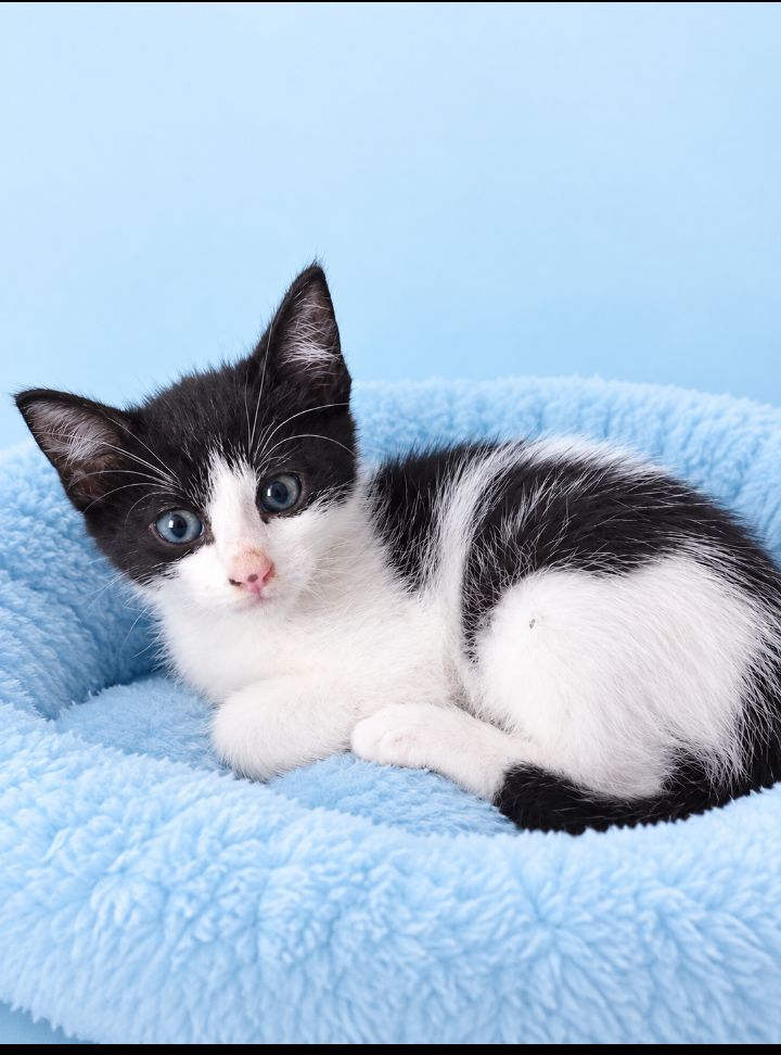 Gatito en adopción en Neira, Caldas 