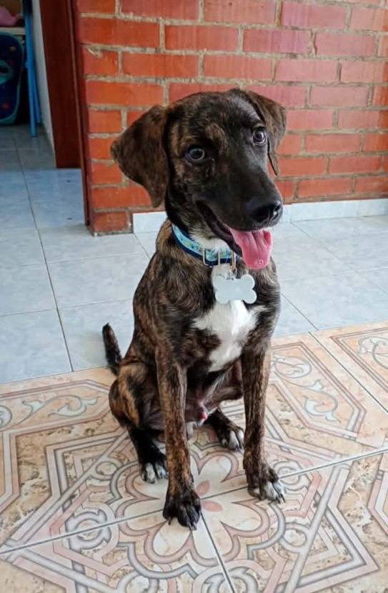 Adopción de perro Blu en Tuluá, Valle 
